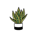 MAGNET | SNAKE PLANT