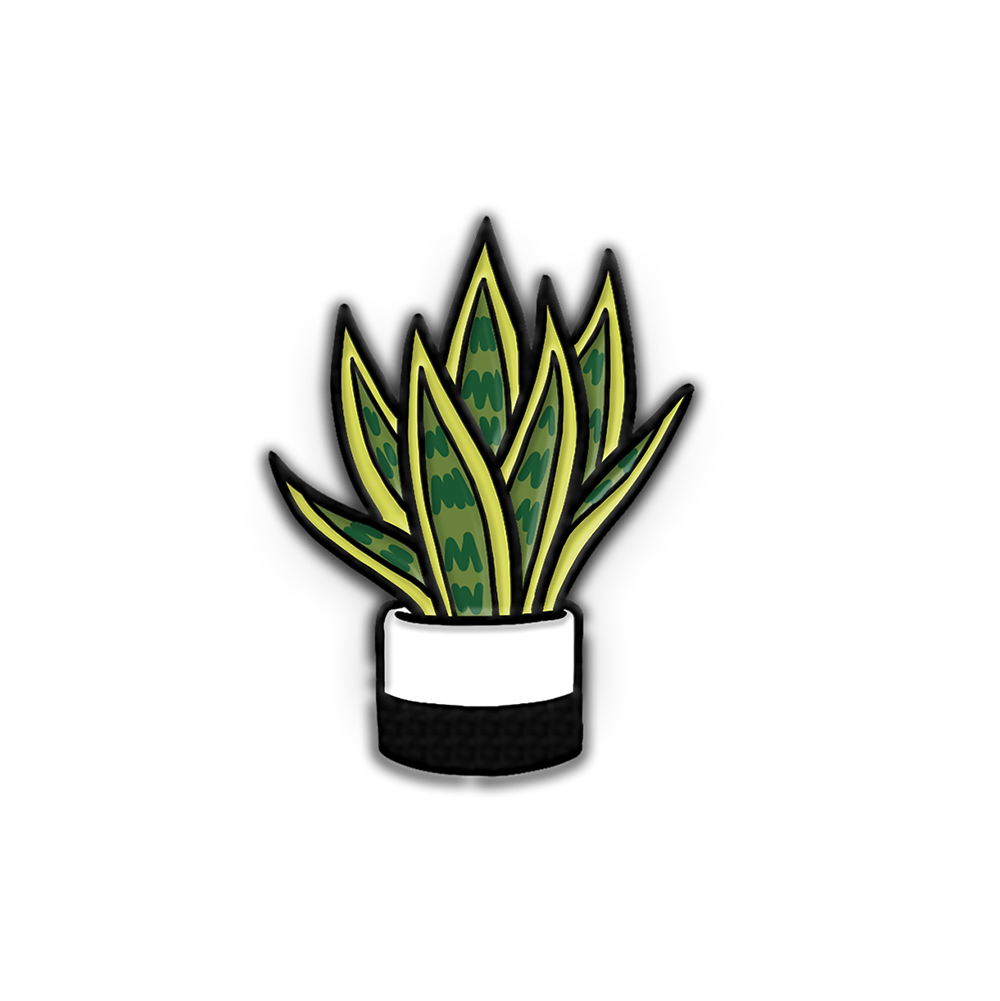 PIN | SNAKE PLANT